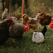 Load image into Gallery viewer, Gertie the Chicken